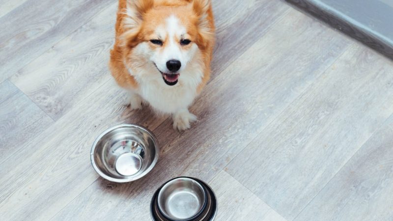 What precisely are CBD canine chews?